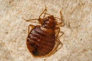 a closeup image of a bedbug