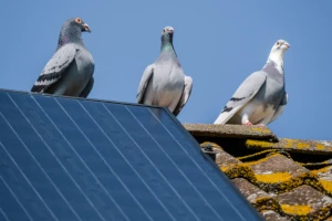 Pigeons nesting under solar panels on a roof. Bird Exclusion is required to remove them