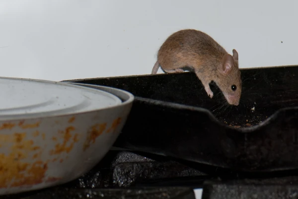 A house mouse craws on the stove of a Marysville home and eats leftover food from a frying pan