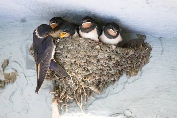 barn swallows and mud swallows build mud nests in the eaves of homes and cause damage to the structure. it is important to do bird control for swallows when they have migrated away from the area.