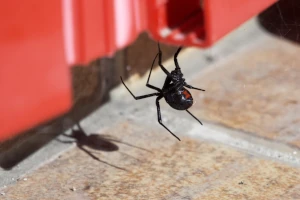 a black widow spider made a web on kids toys in a linda yard. Rodent Wrangler Spider Control service keeps these pests away