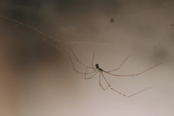 cellar spider has built its web in the eaves of a Yuba City home. Spider control by rodent wrangler is needed to keep them under control