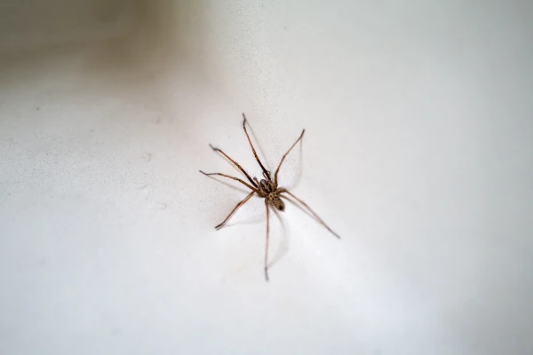 house spider in a sink in Olivehurst. spider extermination