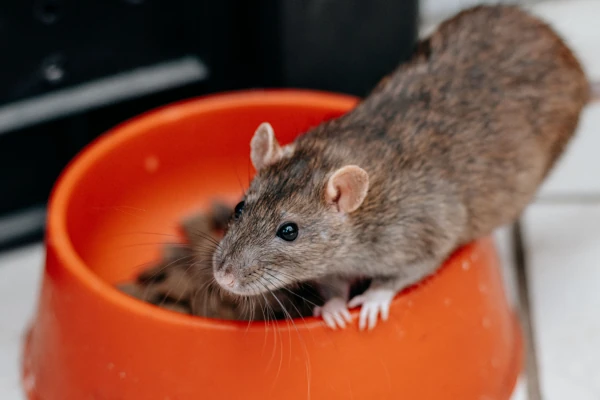 A Norway Rat eats food left in a dog bowl in a Linda backyard