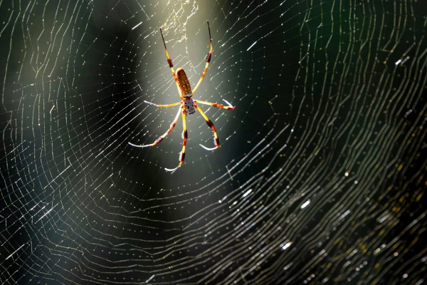 Orb weaver spider in a plumas lake garden. spider control