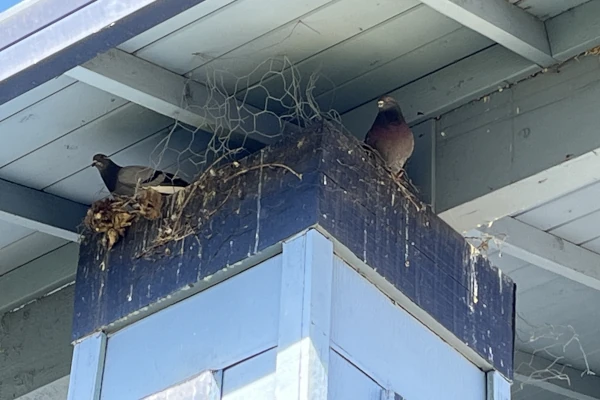 pigeons nesting in the eaves of a Marysville home cause damage to the home and leave a mess of bird droppings in the entryway. poorly done bird exclusion failed to keep them away