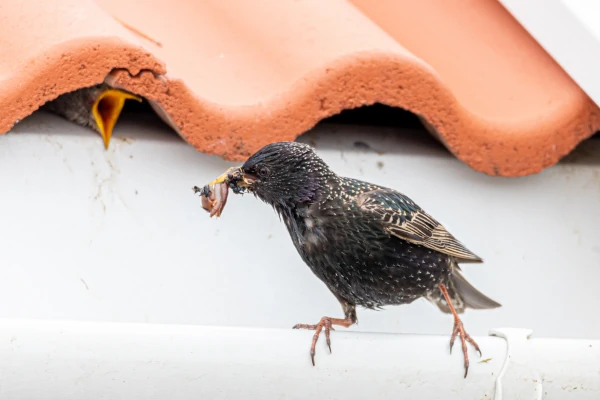 starlings build nests inside the structural components of yuba-sutter homes. bird control is needed or they will return every year