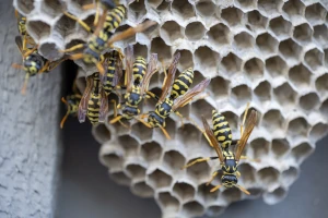 close up image of paper wasp nest