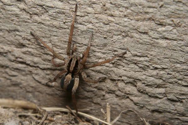 large wolf spider on a log in marysville