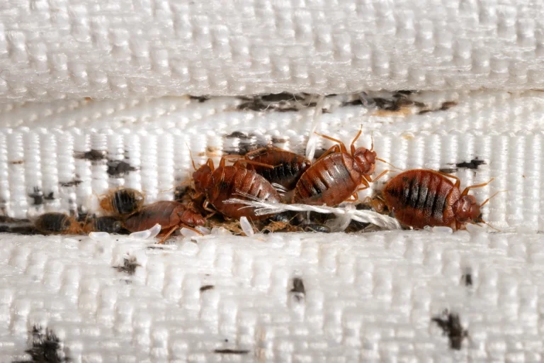 an image showing adult bedbugs, nymphs, eggs and their droppings in a crevice of a mattress. a bedbug exterminator service is needed to eliminate them