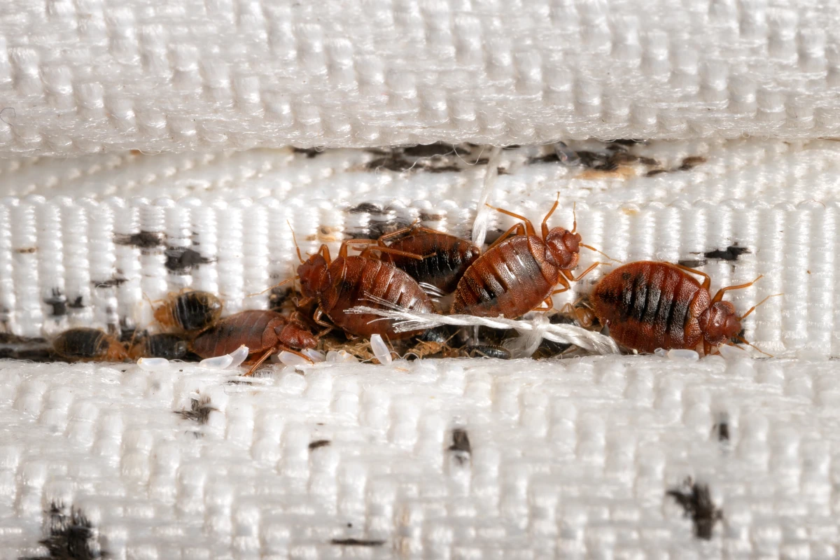 an image showing adult bedbugs, nymphs, eggs and their droppings in a crevice of a mattress. a bedbug exterminator service is needed to eliminate them
