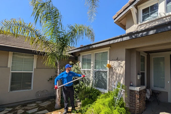 Rodent Wrangler pest control removing the webs while completing residential pest control in Yuba City Rodent wrangler removes the webs to provide the best spider control available.