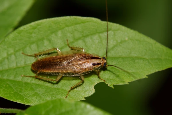 A Vega Cockroach or Field Cockroach on a leaf in Yuba City CA. They are primarily an outdoor species, but look very similar to German Cockroaches. Ongoing cockroach treatments by rodent Wrangler Pest control will keep them away from your property