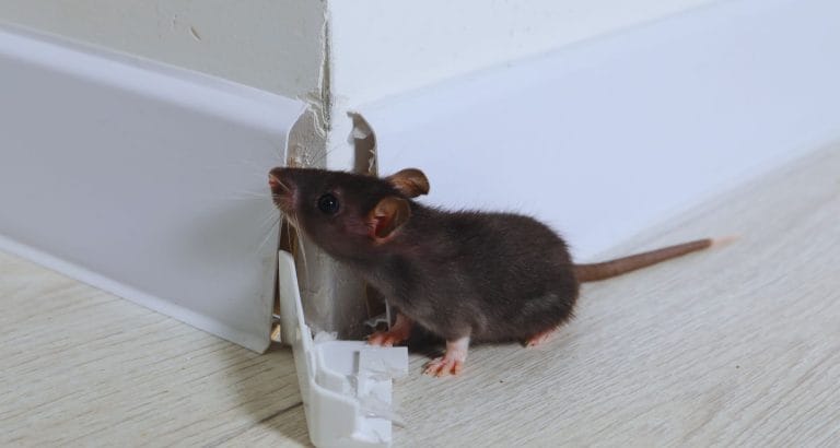 Effective Rodent Control Tips