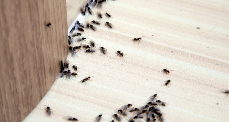 How to Keep Ants Out of Your Yuba City Business, How to Keep Ants Out