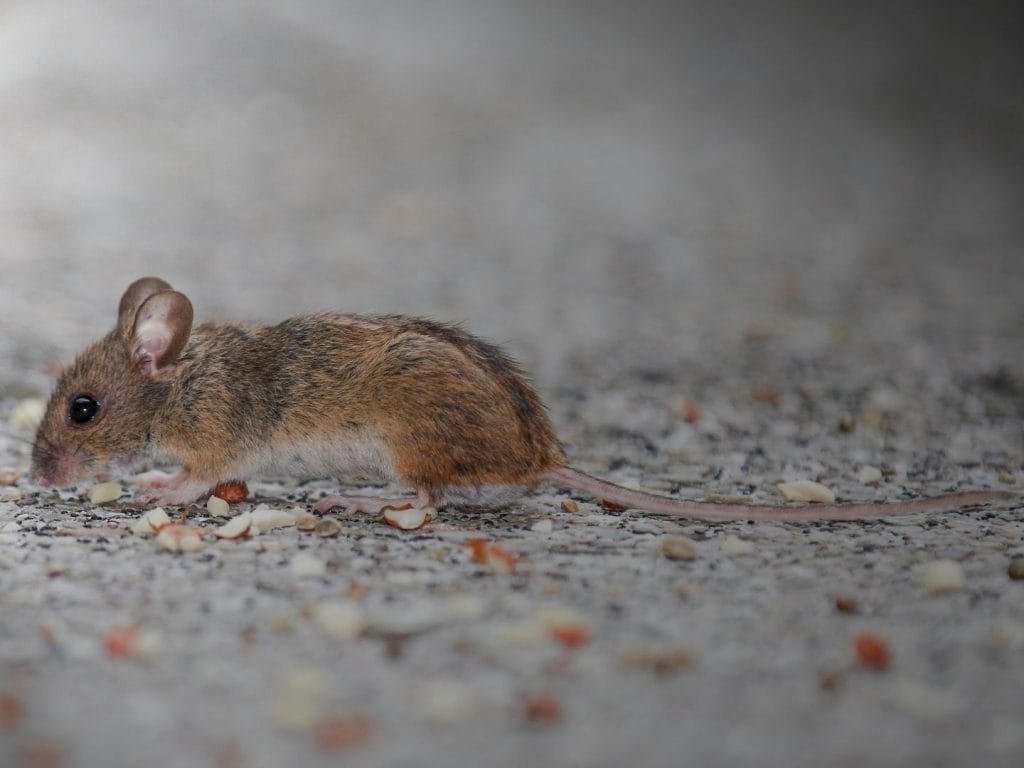 Mouse and Rat Prevention in Yuba City Homes