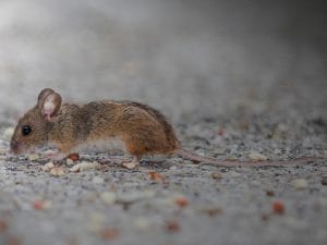 Mouse and Rat Prevention in Yuba City Homes