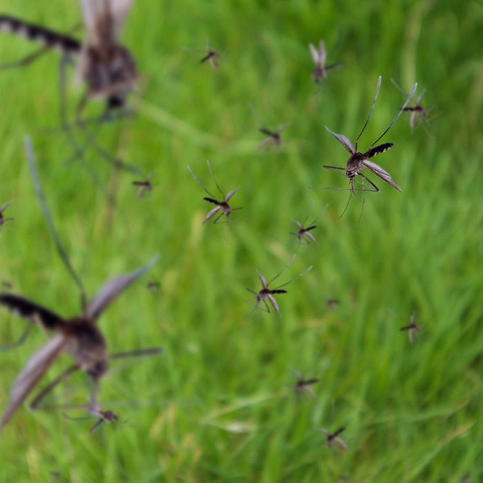 mosquito monitoring, Mosquito Control