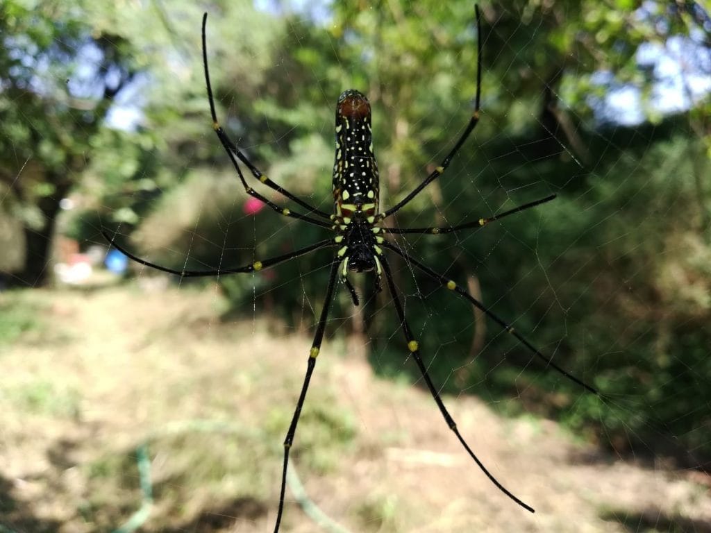 spider common home pest in yuba city ca