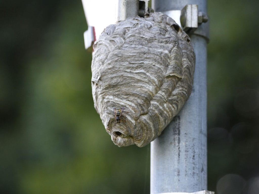 wasp nest common home pest in yuba city ca