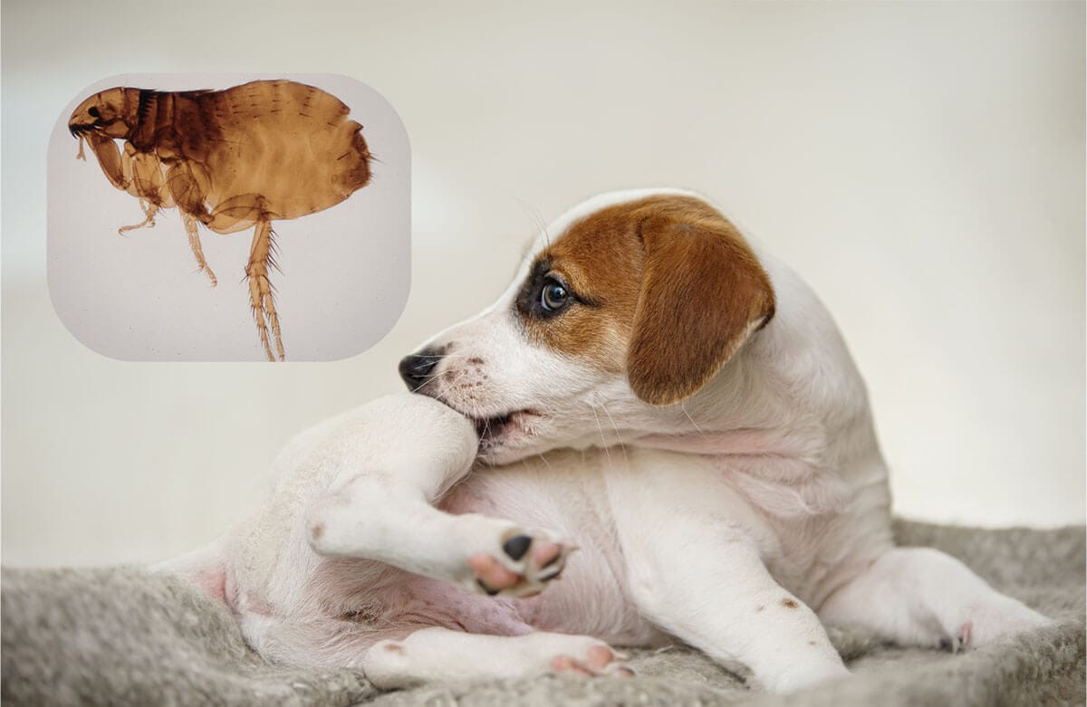 Fleas in Pet