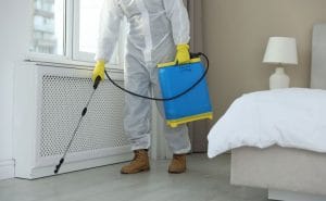 rodent control Marysville CA technician inspecting attic for rats