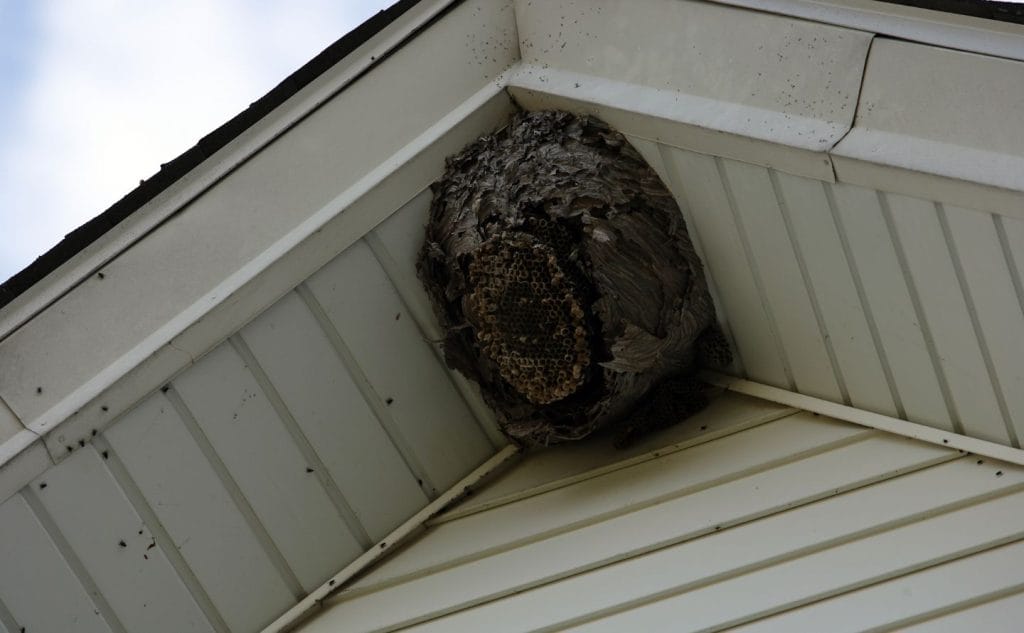 Why You Should Avoid DIY Wasp Nest Removal