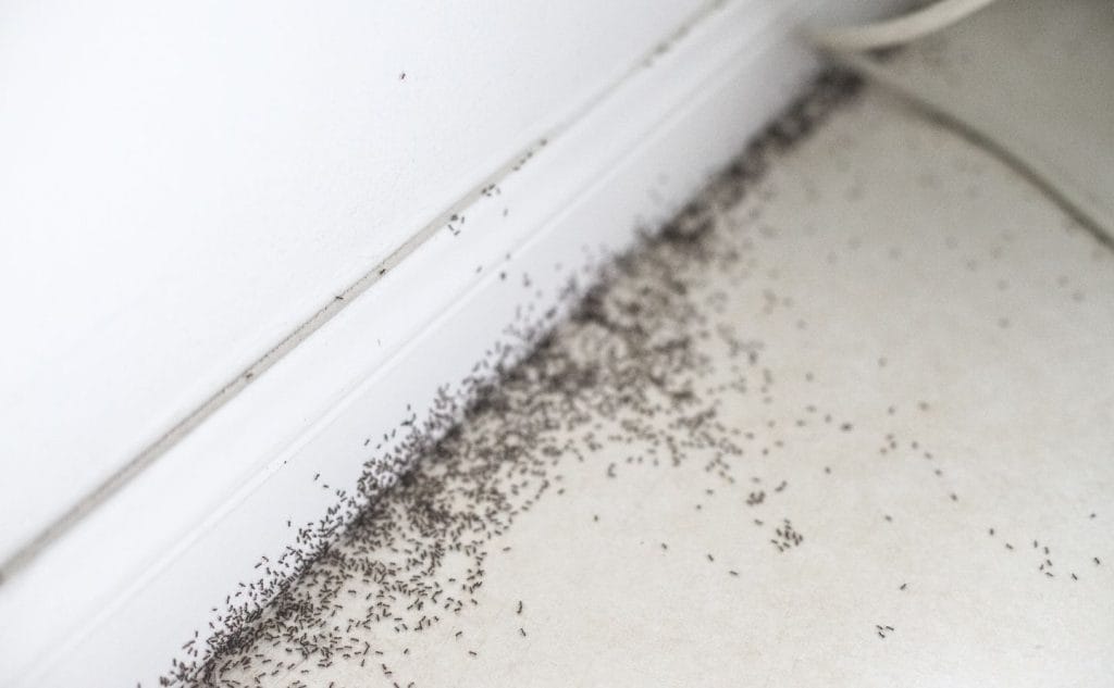 ant control Marysville CA technician treating kitchen for ants
