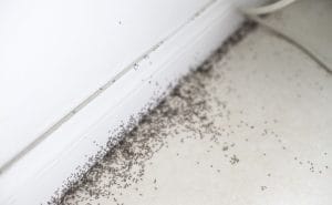 ant control Marysville CA technician treating kitchen for ants