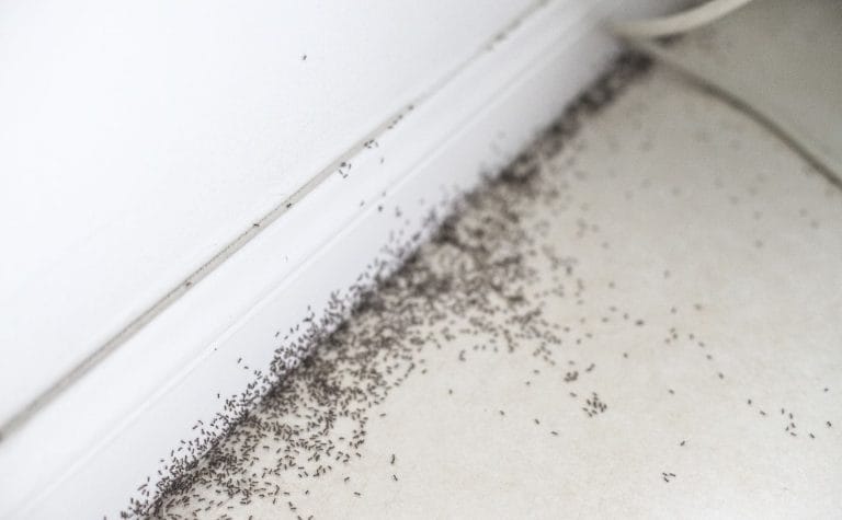ant control Marysville CA technician treating kitchen for ants