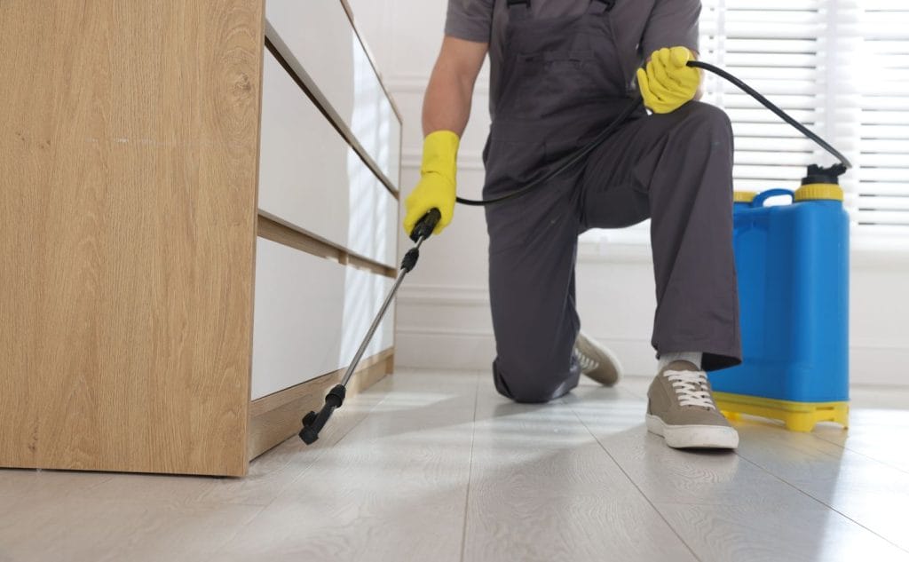 Fast Ways to Get Rid of Ants in Your Home