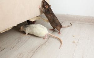 What Causes Rodent Infestations?