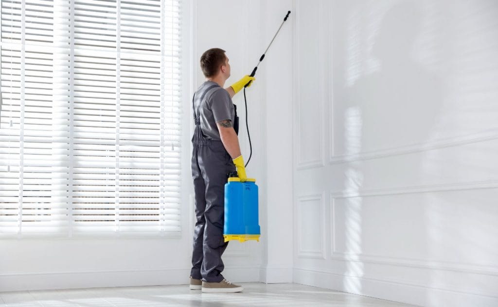 How to Get Rid of Spiders Quickly
