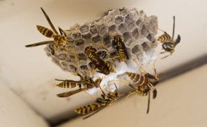 wasp control Marysville CA technician removing wasp nest from roof eaves