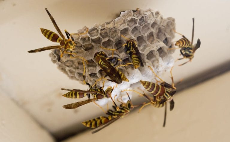 wasp control Marysville CA technician removing wasp nest from roof eaves